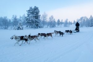 På www.fjallaventyr.com kan der bookes køretur på hundeslæde // Foto: Troels Kjems