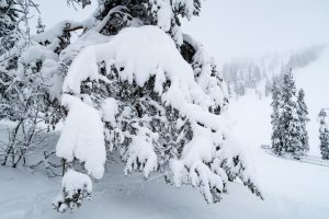 Det er hårdt arbejde at være fyrretræ på Hundfjället // Foto: Troels Kjems