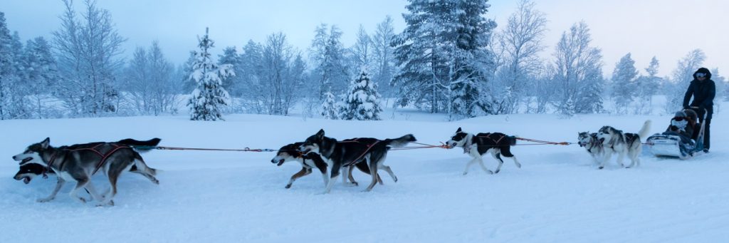 Sälen Hundeslæde